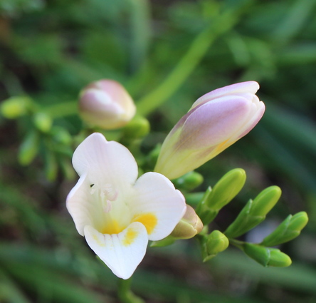 Freesia alba