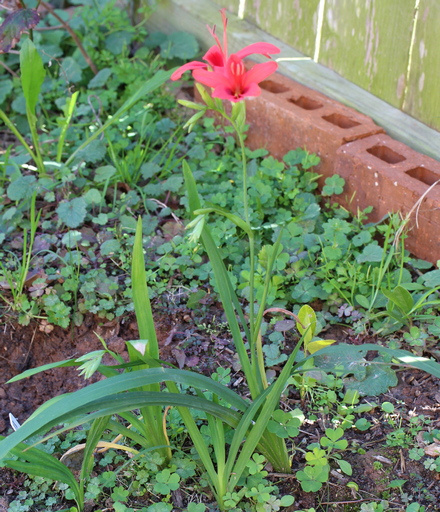 Freesia grandiflora