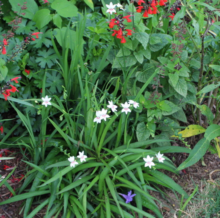 Freesia laxa 'Joan Evans'