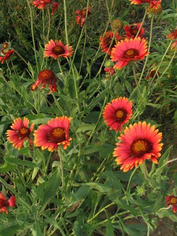 Gaillardia grandiflora