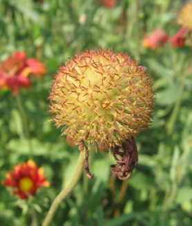 Gaillardia grandiflora