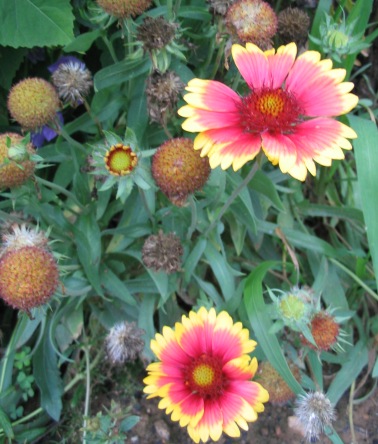 Gaillardia grandiflora