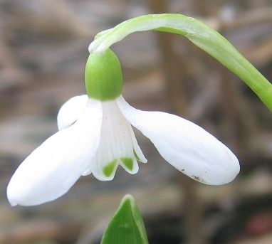 Galanthus elwesii