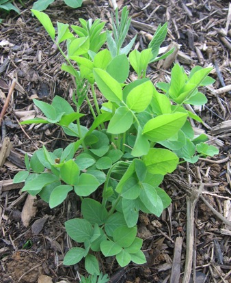 oriental goat's rue