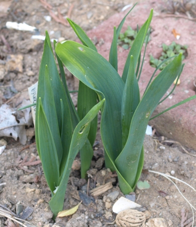 summer hyacinth