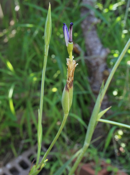 Gelasine elongata