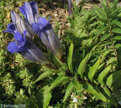 crested gentian