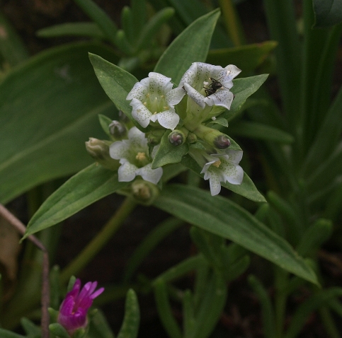 Gentiana siphonantha