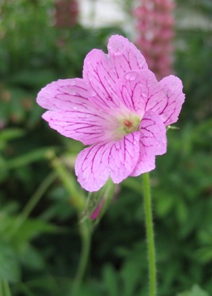 Geranium endressii 'Wargrave's Pink'