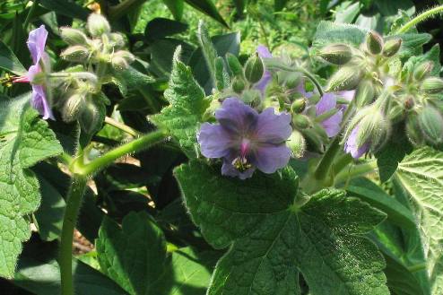 Geranium platyanthum