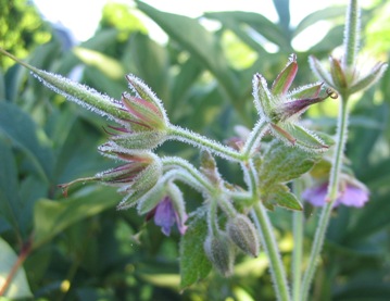 cranesbill