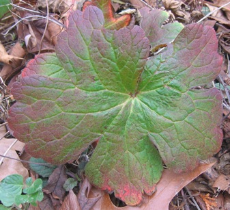 Geranium platyanthum