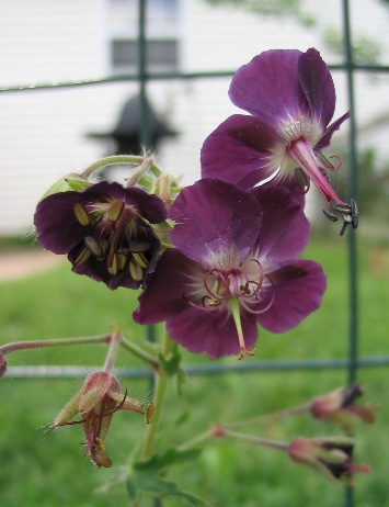 Geranium phaeum