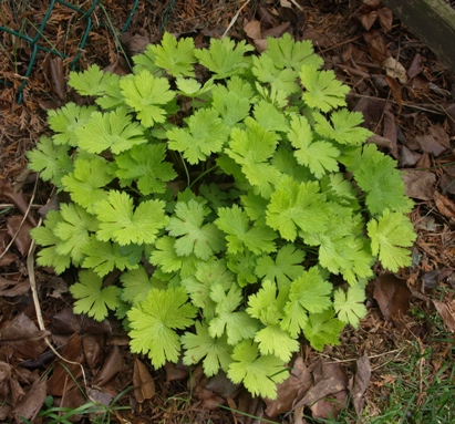 Geranium phaeum