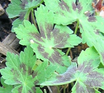 mourning widow geranium