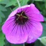 cranesbill