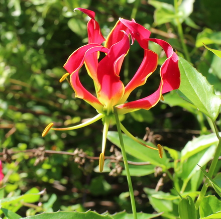 Gloriosa superba