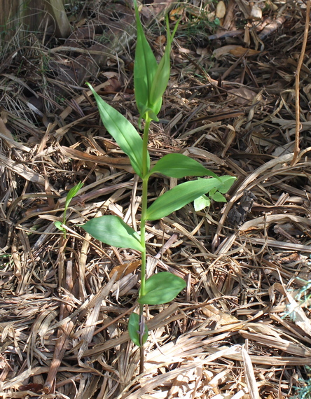 Gloriosa superba