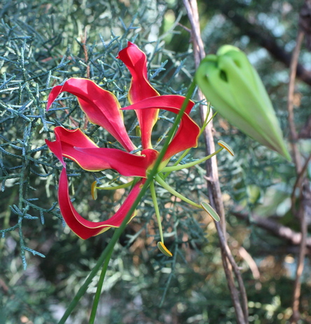 gloriosa lily; glory lily