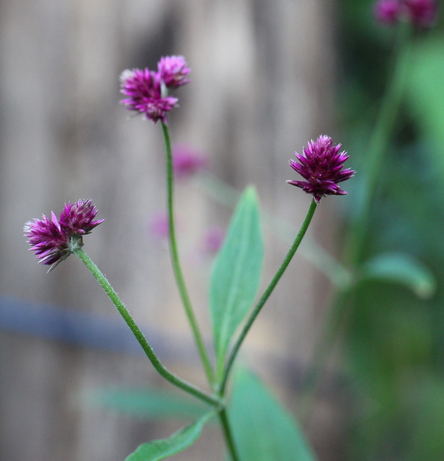 globe amaranth; airy bachelor's buttons