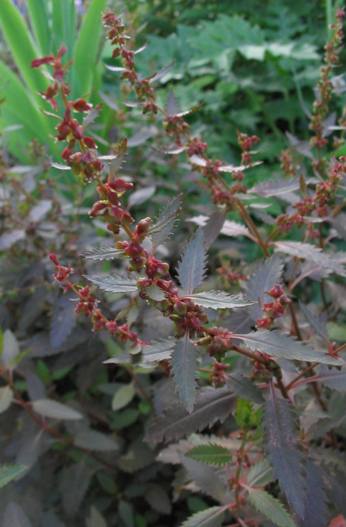 Haloragis erecta 'Wellington Bronze'