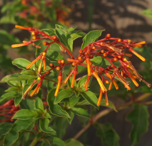 firebush; scarlet bush