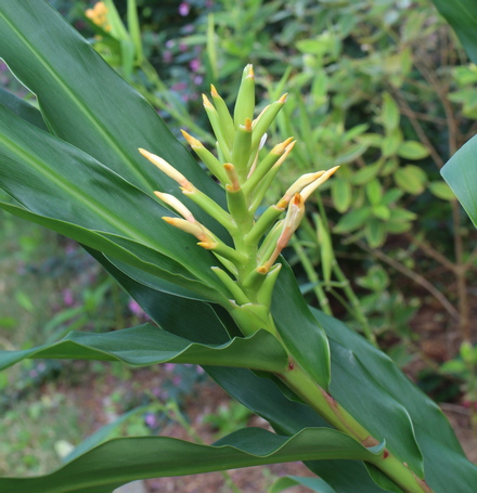 narrow-leaf ginger; hardy ginger lily