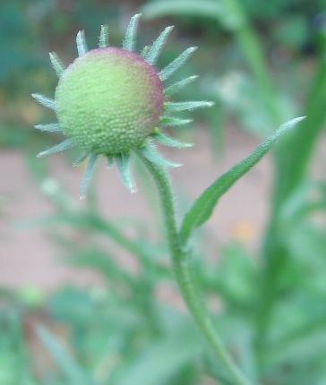 Helenium puberulum 'Autumn Lollipop'