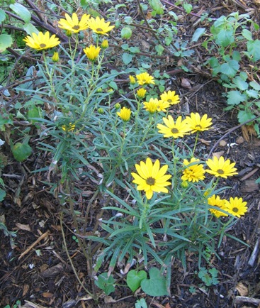 Helianthus angustifolius 'First Light'