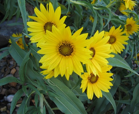 Maximillian sunflower