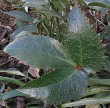 Helleborus lividus subsp. corsicus