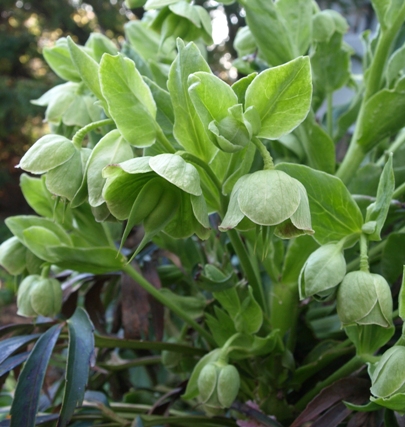 Helleborus foetidus