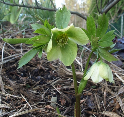 Helleborus orientalis ssp. guttatus