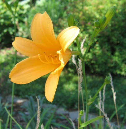 Amur daylily