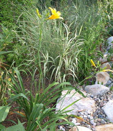 late yellow daylily