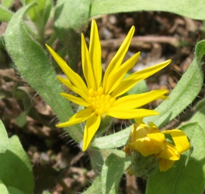 Heterotheca pumila
