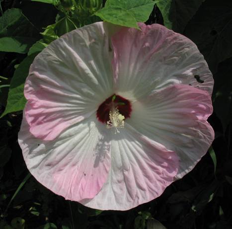 hardy hibiscus; swamp rose-mallow