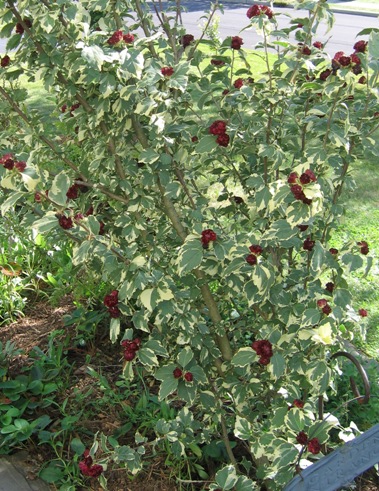 variegated rose of sharon