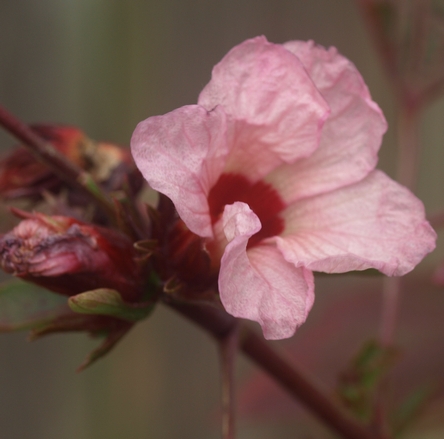 roselle, Jamaican sorrel, tea hibiscus