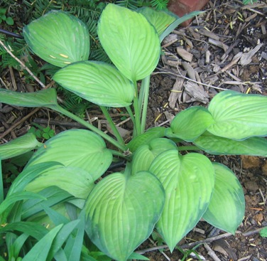 plantain lily