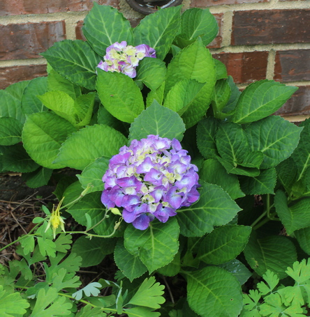 Hydrangea macrophylla Endless Summer BloomStruck ('PIIHM-II'