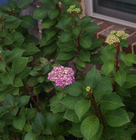 hydrangea