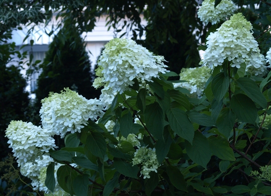 Hydrangea paniculata 'Limelight'