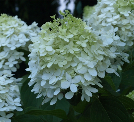 hortensia