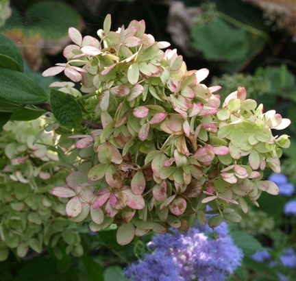 Hydrangea paniculata 'Limelight'