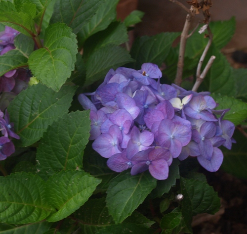 Hydrangea macrophylla Endless Summer BloomStruck ('PIIHM-II'