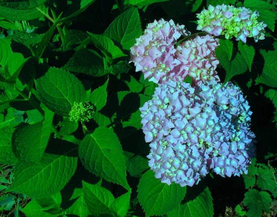 bigleaf hydrangea