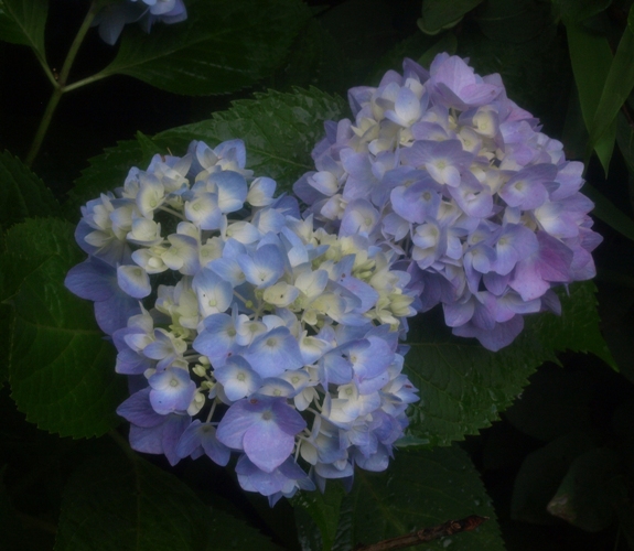 Hydrangea macrophylla 'Nikko Blue'