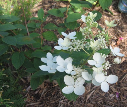 Hydrangea paniculata 'Limelight'