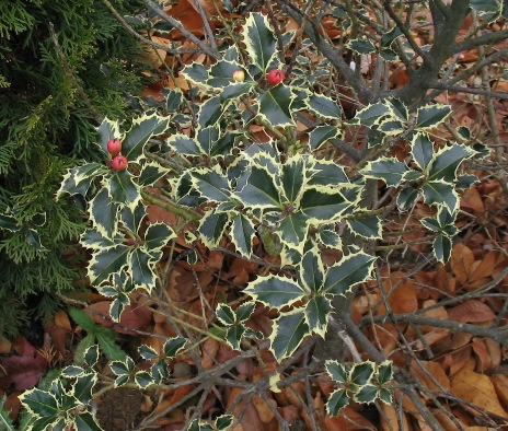 Ilex aquifolium 'Variegata'
